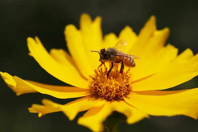 Free download honey bee bee flower coreopsis free picture to be edited with GIMP free online image editor