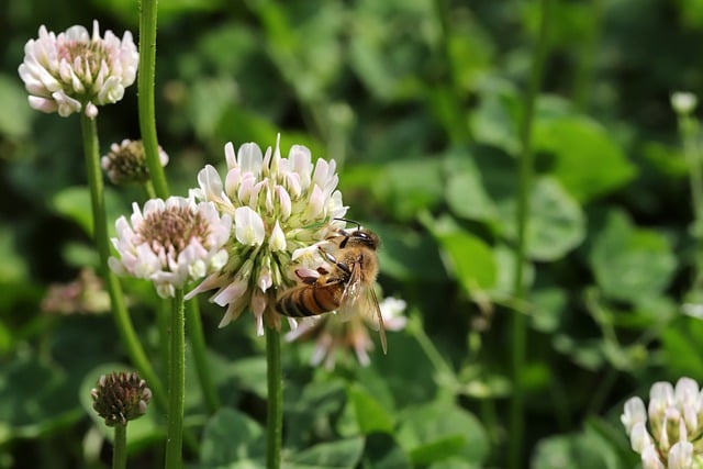 Free download honey bee bee flowers white clover free picture to be edited with GIMP free online image editor