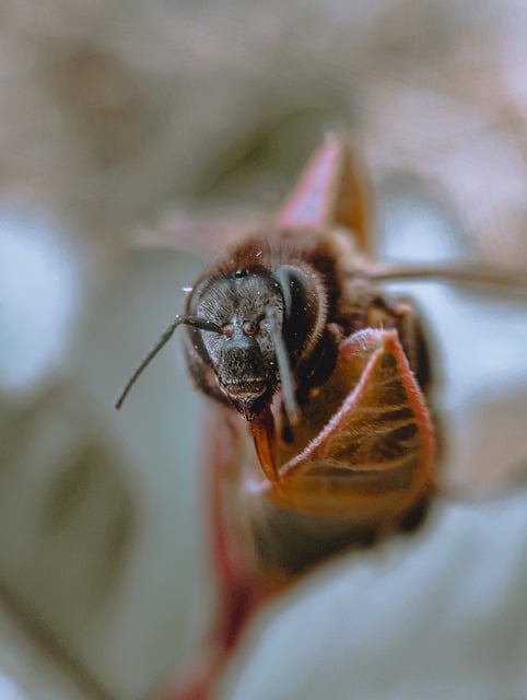 Free download honeybee bee insect wings honey free picture to be edited with GIMP free online image editor