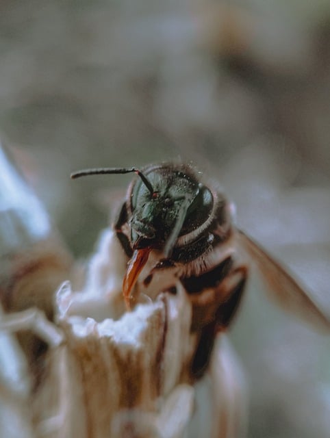 Free download honey bee bee insect wings plant free picture to be edited with GIMP free online image editor