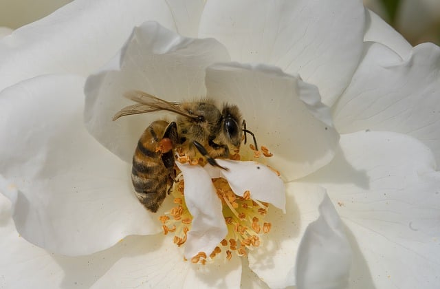 Free download honey bee flower pollination animal free picture to be edited with GIMP free online image editor