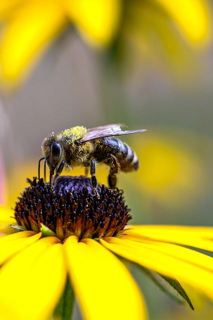 Free download honey bee flower summer macro free picture to be edited with GIMP free online image editor