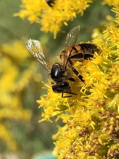 Free download Honeybee Goldenrod -  free photo or picture to be edited with GIMP online image editor