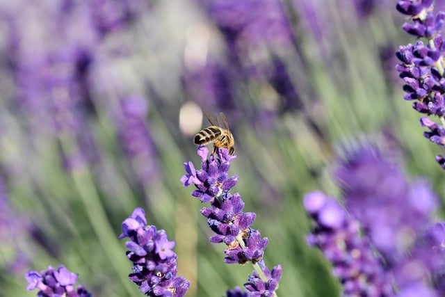 Free download honey bee lavender bee insect free picture to be edited with GIMP free online image editor
