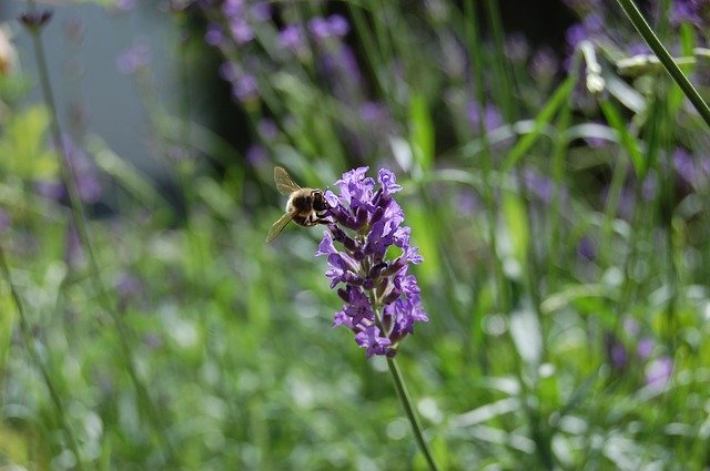 Free download Honey Bee Lavender Pollen -  free photo or picture to be edited with GIMP online image editor