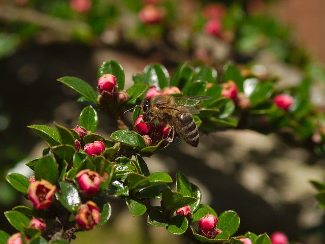 Free download Honeybee Pollination Cotoneaster -  free photo or picture to be edited with GIMP online image editor