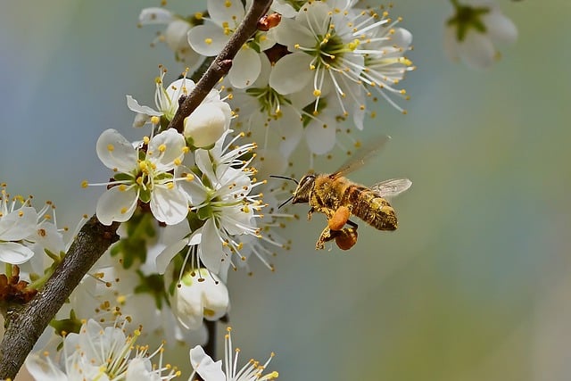 Free download honey bee white flowers pollination free picture to be edited with GIMP free online image editor