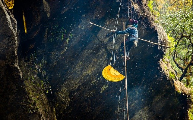 Free download Honey-Hunting Travel Honey -  free photo or picture to be edited with GIMP online image editor