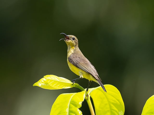 Free download honeysuckle bird bird animal nature free picture to be edited with GIMP free online image editor