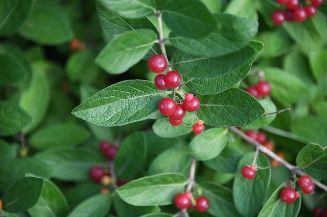 Free download Honeysuckle Bush Asian -  free photo or picture to be edited with GIMP online image editor