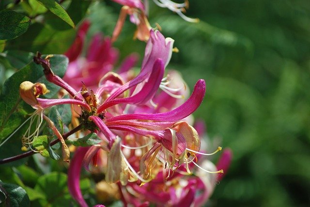 Free download Honeysuckle Flower -  free photo or picture to be edited with GIMP online image editor