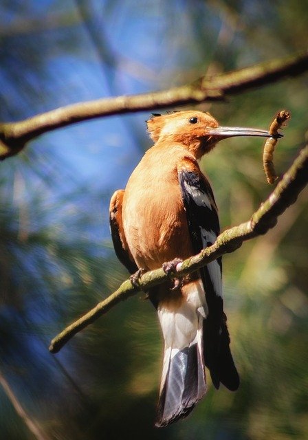 Free download Hoopoe African Bird -  free photo or picture to be edited with GIMP online image editor