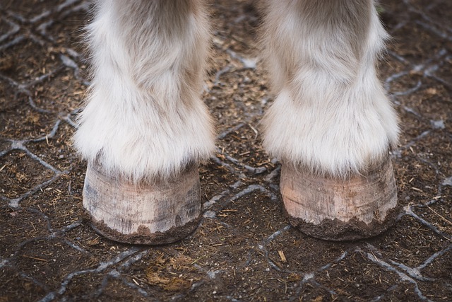 Free download hooves horse pony barefoot paddock free picture to be edited with GIMP free online image editor