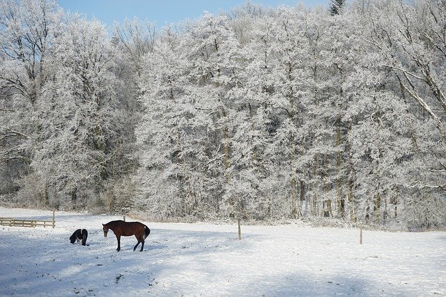 Free download Horn-Bad Meinberg Wilberg Horses -  free photo or picture to be edited with GIMP online image editor