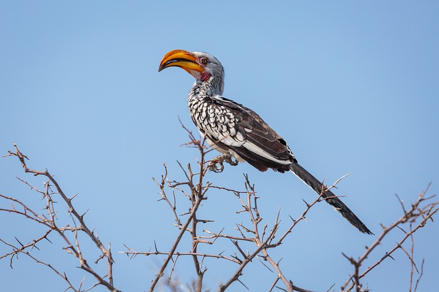 Free download hornbill bird nature avian free picture to be edited with GIMP free online image editor