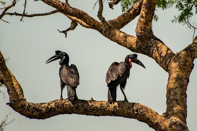 Free download hornbill bird wildlife nature free picture to be edited with GIMP free online image editor