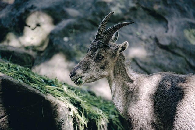 Free download horns capricorn mammal animal free picture to be edited with GIMP free online image editor