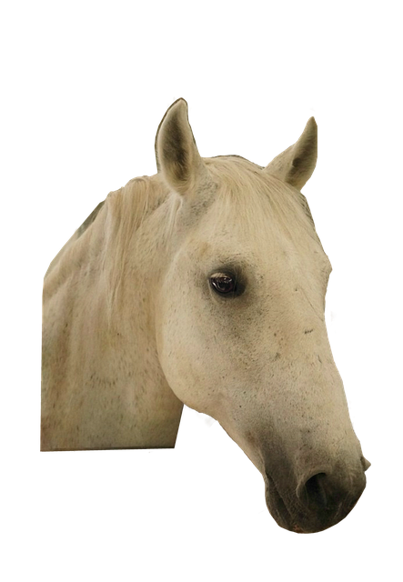 Free download Horse Animal -  free illustration to be edited with GIMP free online image editor