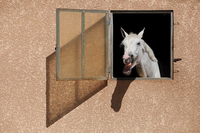 Free download horse animal equine mammal box free picture to be edited with GIMP free online image editor