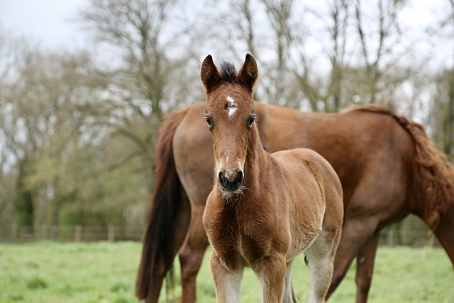 Free download horse animal foal mare nature free picture to be edited with GIMP free online image editor