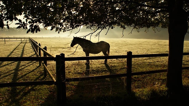 Free download horse animal mammal equine dawn free picture to be edited with GIMP free online image editor