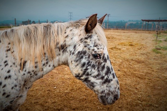 Free download horse animal mammal equine mare free picture to be edited with GIMP free online image editor