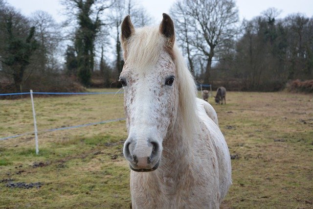 Free download horse animal mammal magpie horse free picture to be edited with GIMP free online image editor