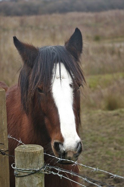 Free download Horse Animal Mane -  free photo or picture to be edited with GIMP online image editor