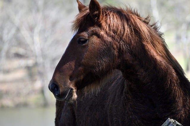 Free download horse animal pet mammal wildlife free picture to be edited with GIMP free online image editor