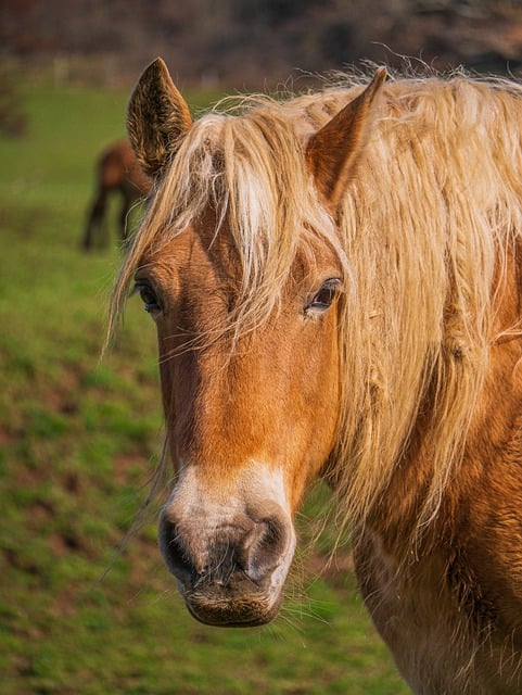 Free download horse animal spring prairie nature free picture to be edited with GIMP free online image editor