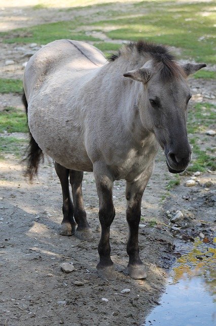 Free download Horse Animal Zoo -  free photo or picture to be edited with GIMP online image editor