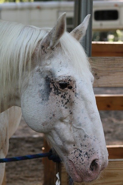 Free download Horse Appaloosa Gelding -  free photo or picture to be edited with GIMP online image editor