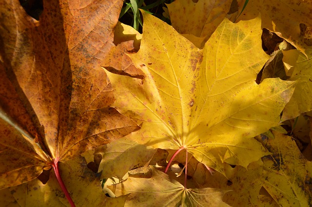 Free download horse autumn leaf clone yellow free picture to be edited with GIMP free online image editor