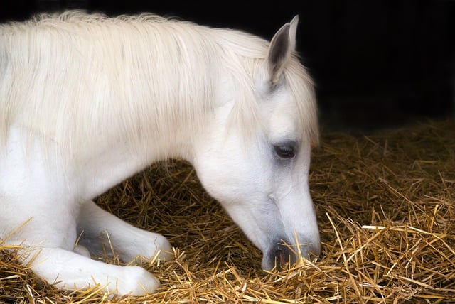 Free download horse barn hay fauna free picture to be edited with GIMP free online image editor