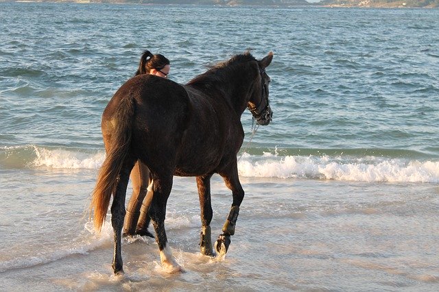 Free download Horse Beach -  free photo or picture to be edited with GIMP online image editor