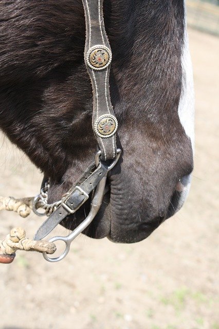 Free download Horse Bit -  free photo or picture to be edited with GIMP online image editor