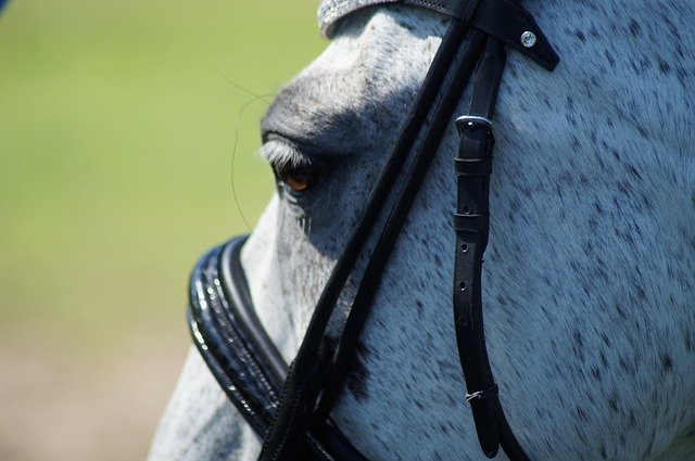 Download grátis Horse Bridle Dressage - foto ou imagem grátis para ser editada com o editor de imagens online GIMP