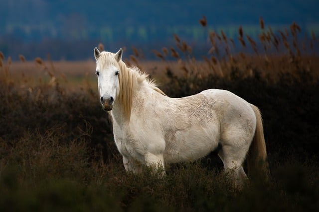 Free download horse camargue animal meadow free picture to be edited with GIMP free online image editor