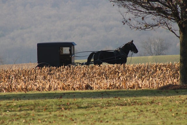 Free download horse carriage buggy wagon field free picture to be edited with GIMP free online image editor