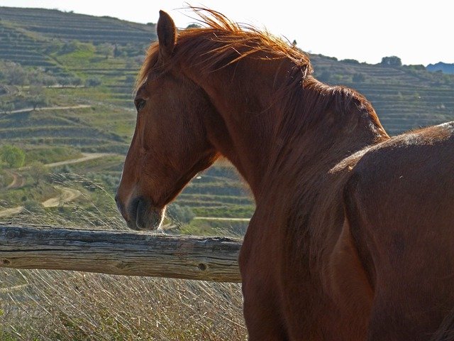 Free download Horse Close Wind -  free photo or picture to be edited with GIMP online image editor