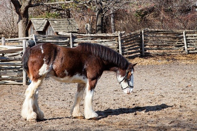 Free download Horse Clydesdale Belgium -  free photo or picture to be edited with GIMP online image editor