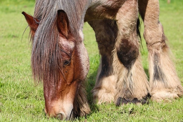 Free download horse draft horse workhorse pasture free picture to be edited with GIMP free online image editor