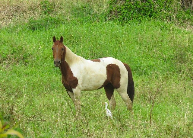 تنزيل مجاني Horse Egret And Hawaiian - صورة مجانية أو صورة ليتم تحريرها باستخدام محرر الصور عبر الإنترنت GIMP