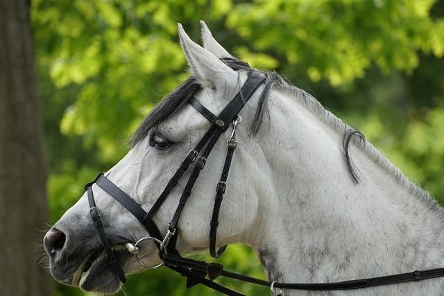 Free download horse equine equestrian white horse free picture to be edited with GIMP free online image editor