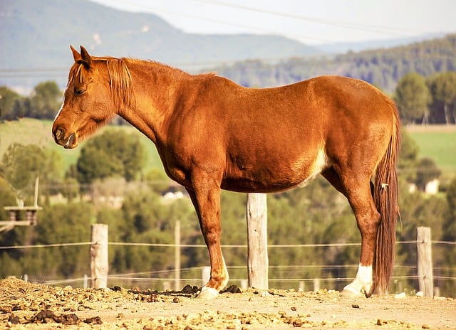 Free download horse equine herbivore mare mammal free picture to be edited with GIMP free online image editor