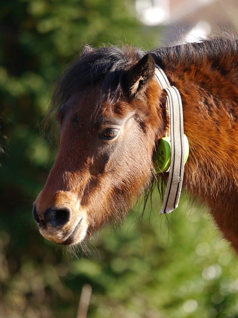 Free download horse equine pony mane pet animal free picture to be edited with GIMP free online image editor