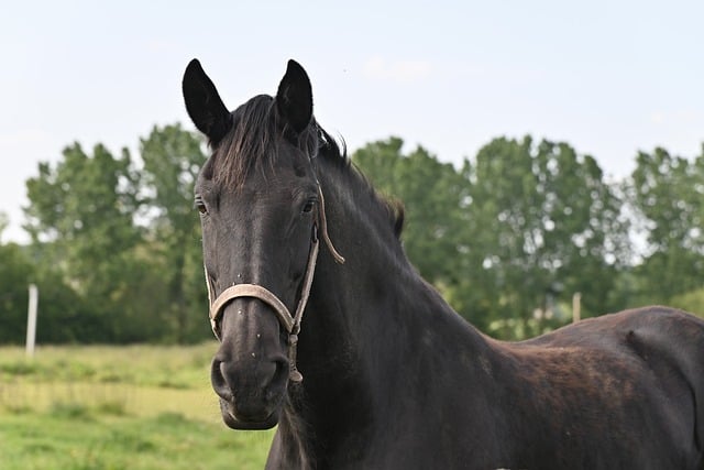 Free download horse equine prairie nature animal free picture to be edited with GIMP free online image editor