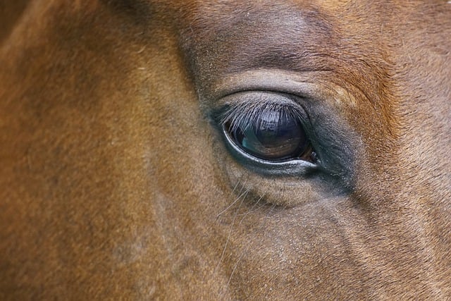 Free download horse eye equine equestrian free picture to be edited with GIMP free online image editor