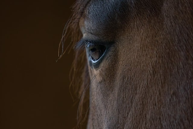 Free download horse eye equine equestrian nature free picture to be edited with GIMP free online image editor