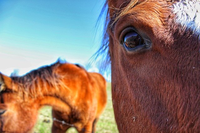 Free download Horse Eye Up Close -  free photo or picture to be edited with GIMP online image editor